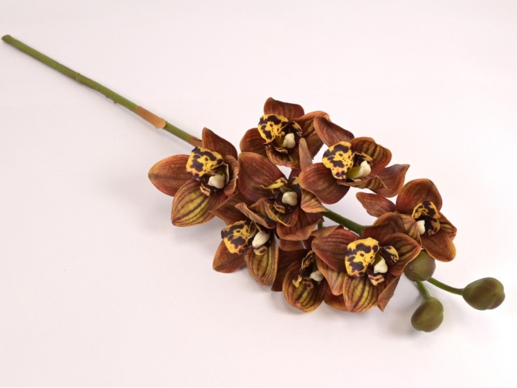 Orchidėja lateksinė