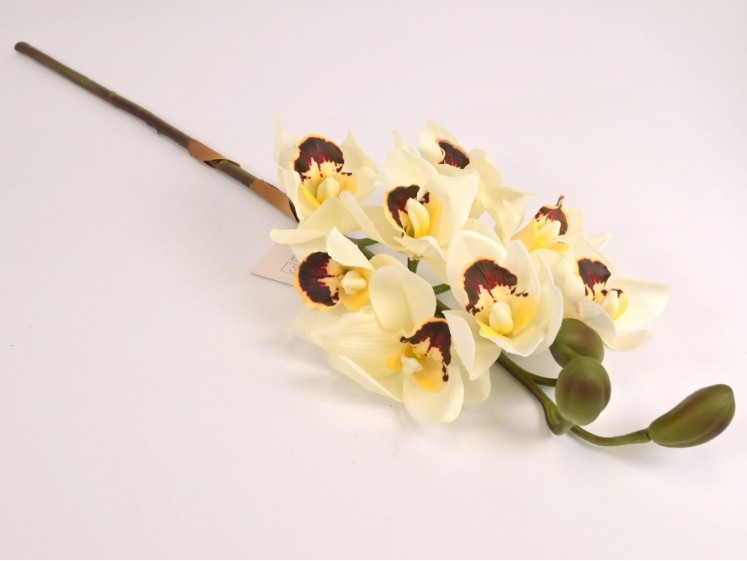 Orchidėja lateksinė