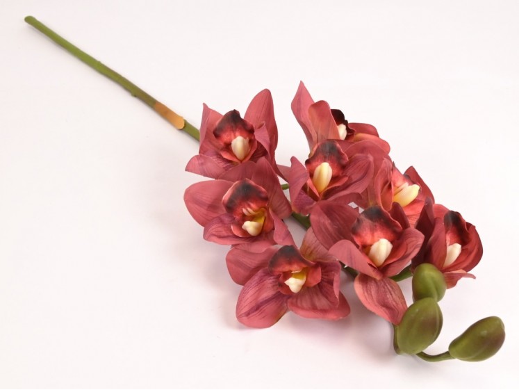 Orchidėja lateksinė