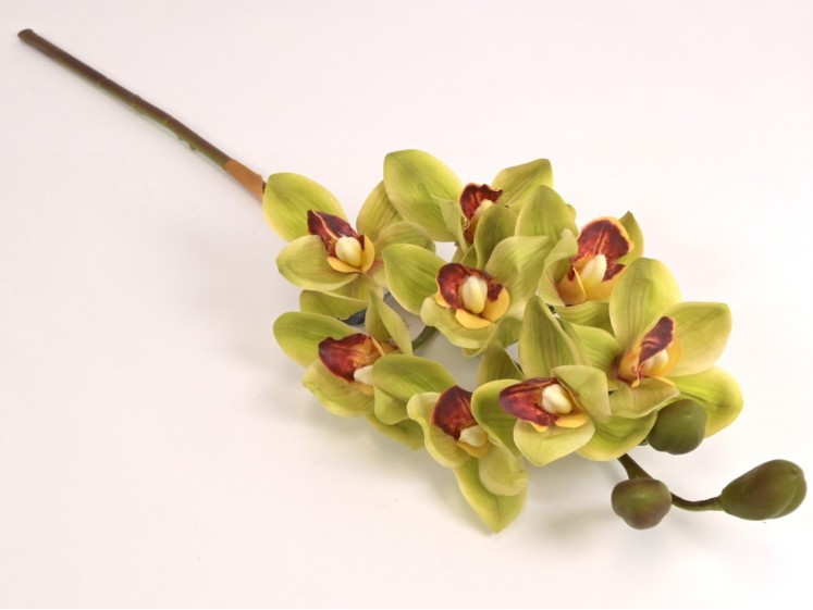 Orchidėja lateksinė