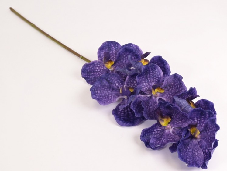 Orchidėja lateksinė