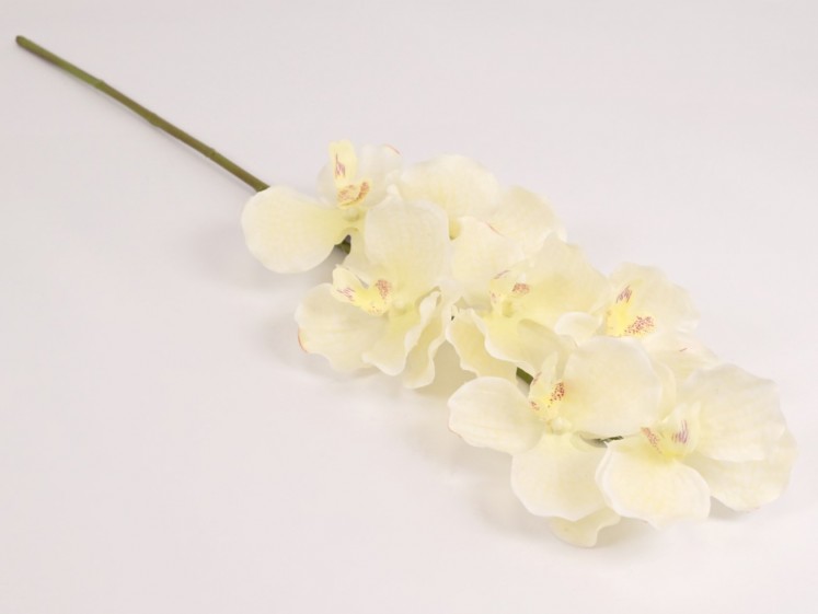 Orchidėja lateksinė