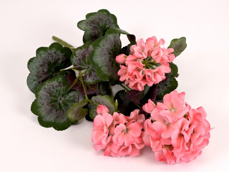 Pelargonijos krūmas
