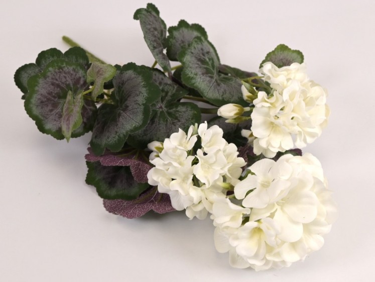 Pelargonijos krūmas