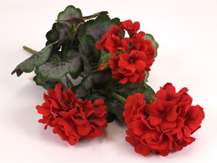 Pelargonijos krūmas