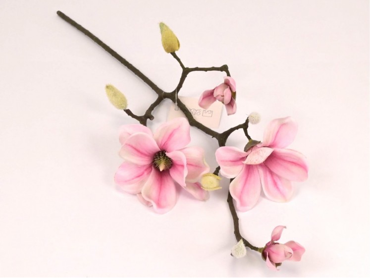 Magnolijos šaka