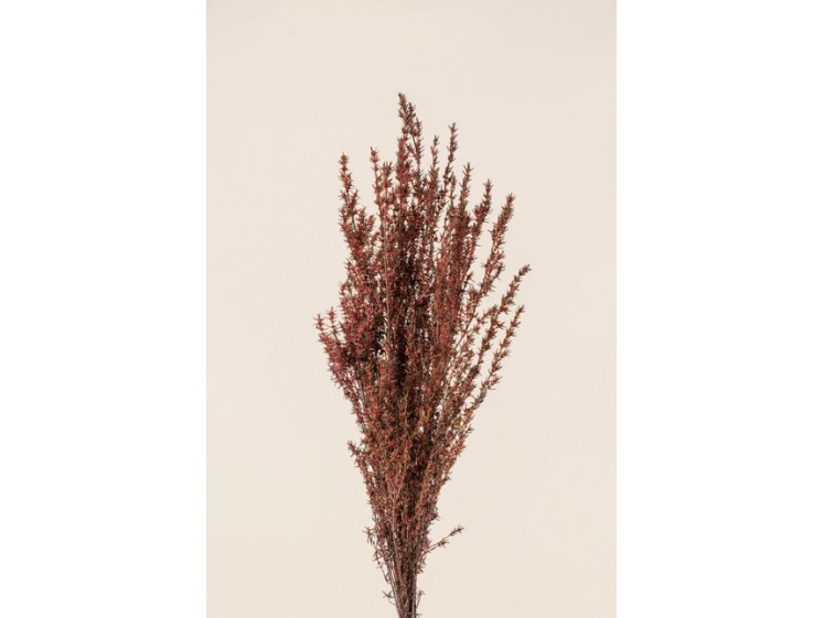 Stabilizuotas Grabia Rose
