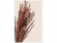 Stabilizuotas Grabia Rose Stabilizuotas Grabia Rose