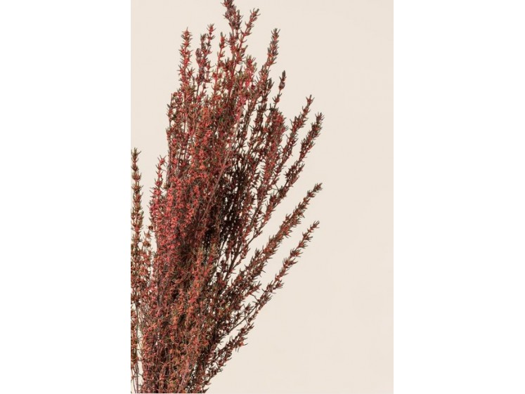 Stabilizuotas Grabia Rose