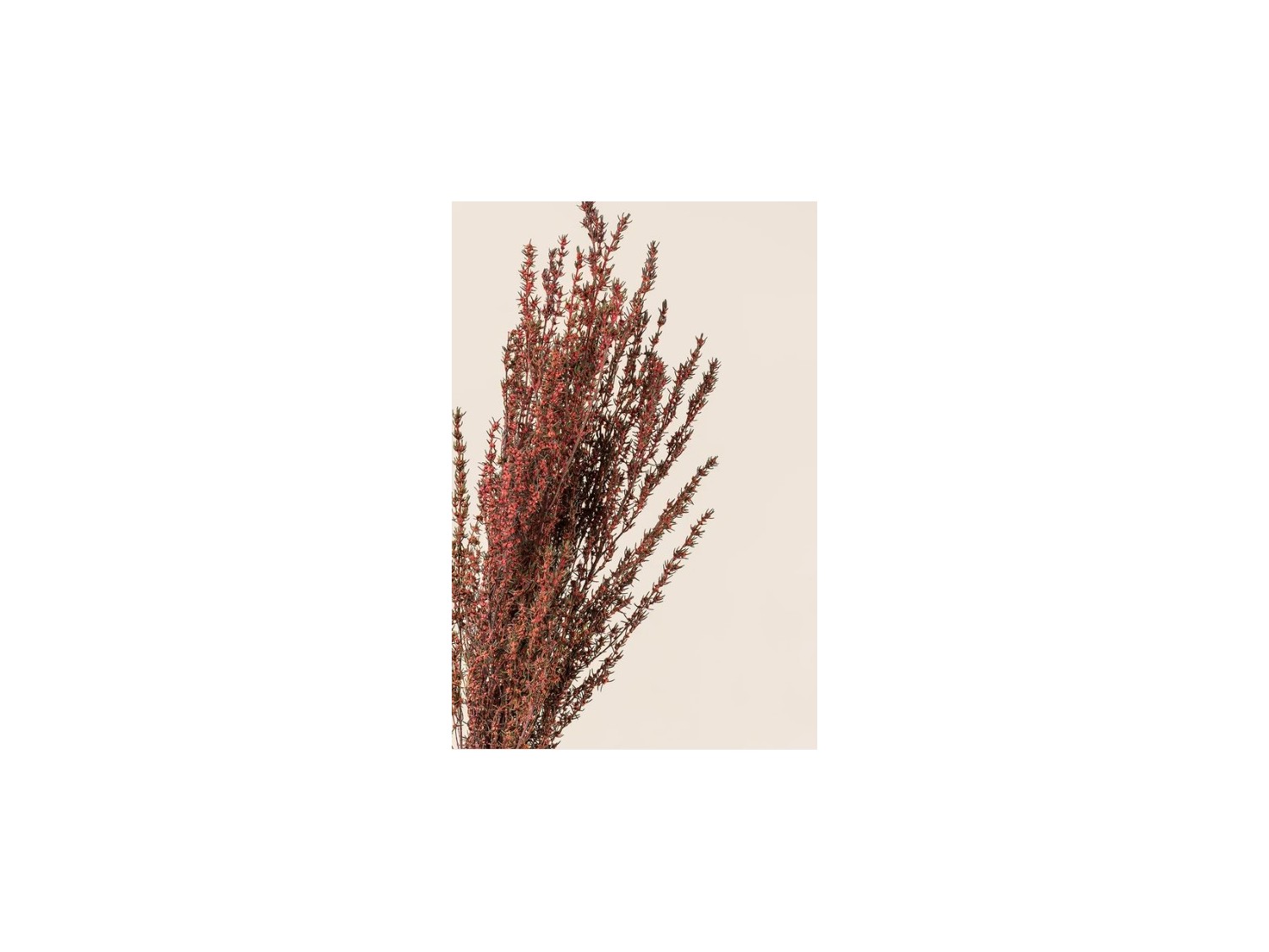 Stabilizuotas Grabia Rose Stabilizuotas Grabia Rose