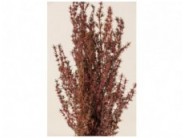 Stabilizuotas Grabia Rose Stabilizuotas Grabia Rose