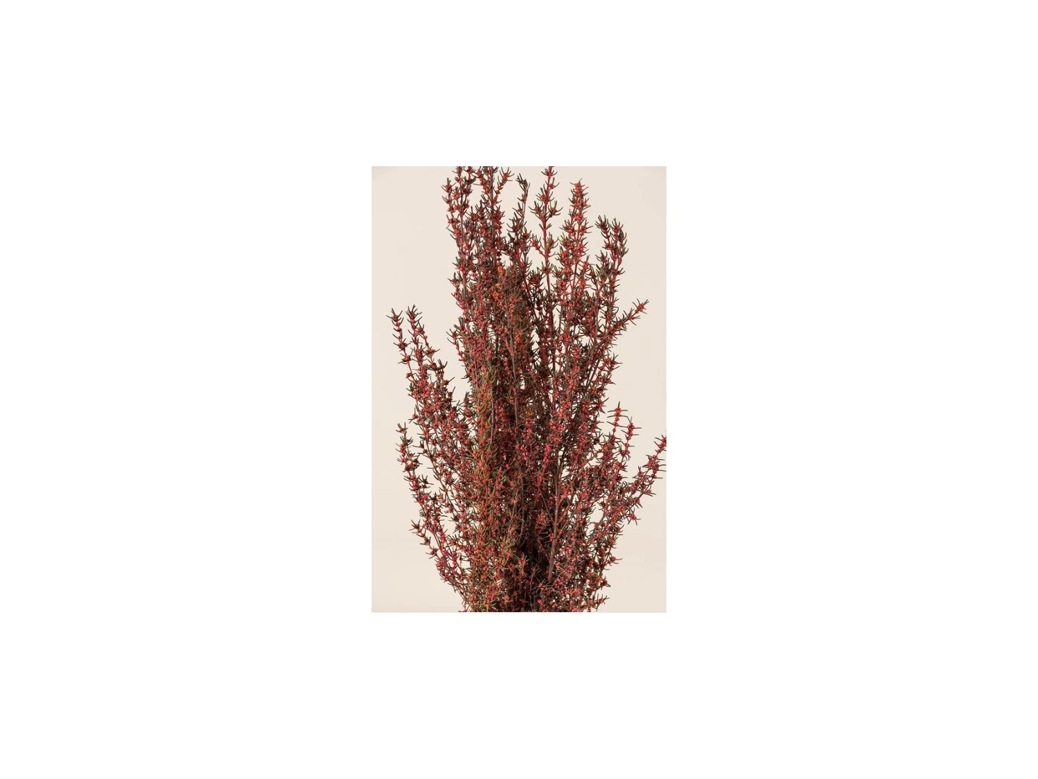 Stabilizuotas Grabia Rose Stabilizuotas Grabia Rose