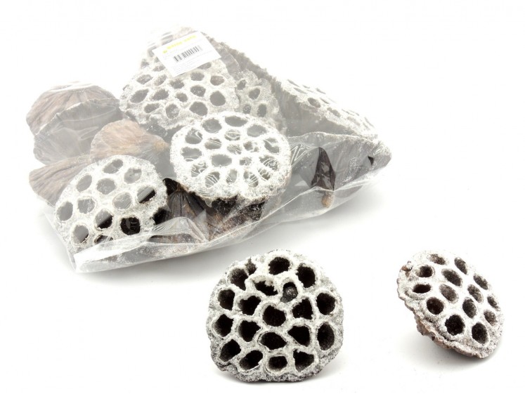 Lotus large nat + WH glitter